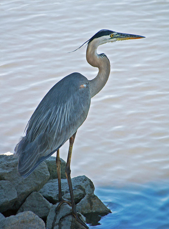 great-blue-heron-portrait-suzanne-gaff