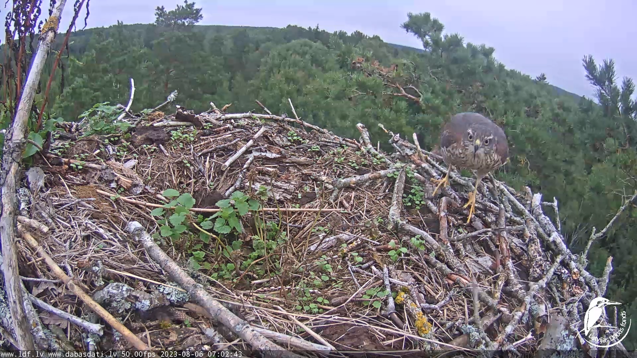 Zivju ērgļi (Pandion haliaetus) Kurzemē - LDF tiešraide 3-33-38 screenshot