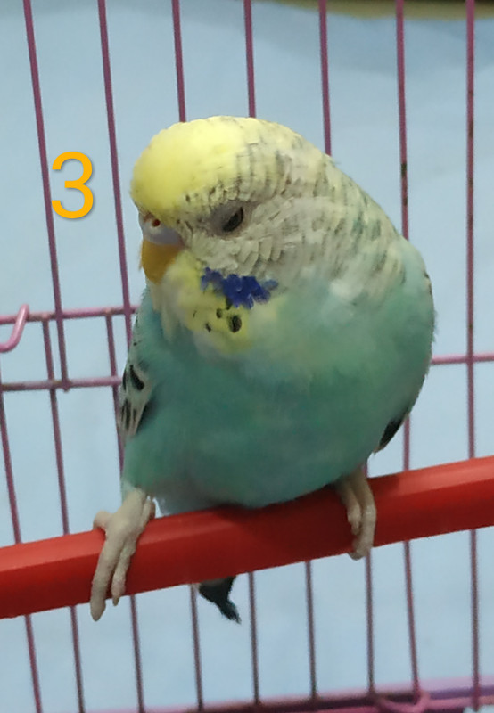 صورة
