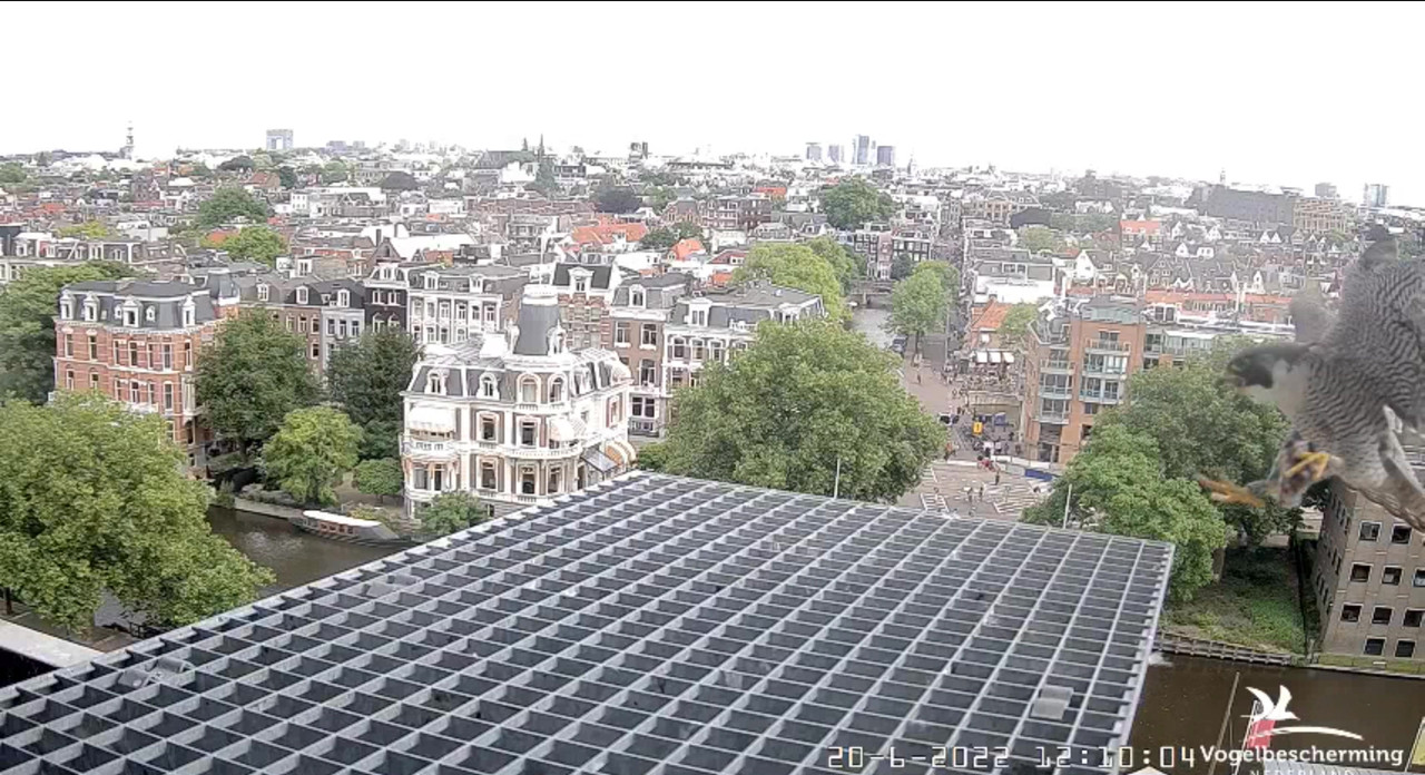Amsterdam/Rijksmuseum screenshots © Beleef de Lente/Vogelbescherming Nederland - Pagina 30 Video-2022-06-20-121238-Moment-3