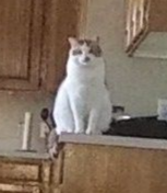 distant watcher