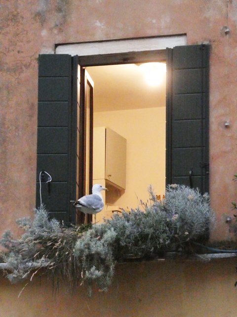 DÍA 11 – Burano / Murano / Venecia - Dolomitas, Garda, Venecia... Noreste de Italia en verano de 2025 (16)