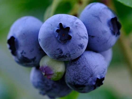 do parrots eat blueberries