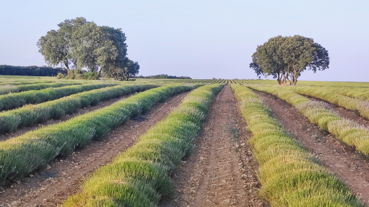 Campos de Lavanda alternativos a Brihuega - Castilla - Foro Castilla la Mancha