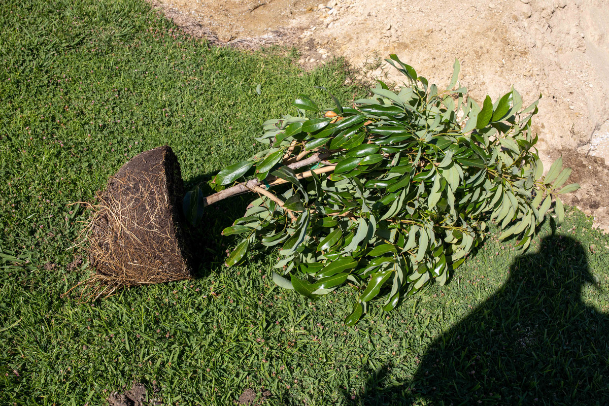 8U1A2944  Mauritius Lychee Tree Fully Exposed incl Rootball (8-10-2020)