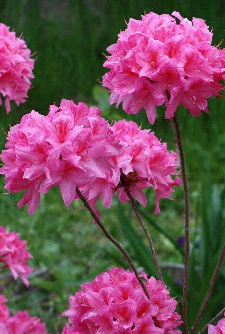 Красота и изобилие цветов рододендрон Рози Лайтс в ландшафтном дизайне