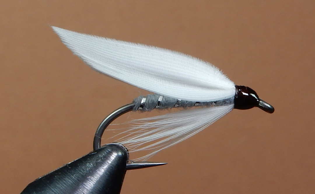Mealy-Moth-1080.jpg