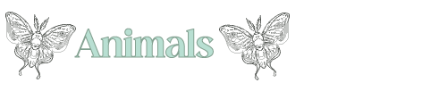 animals