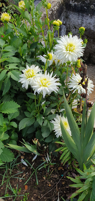 [Image: 20221005-161556.jpg]