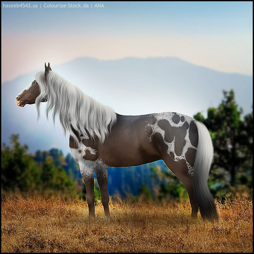 rsz-1horse-avi-20240919152207.jpg