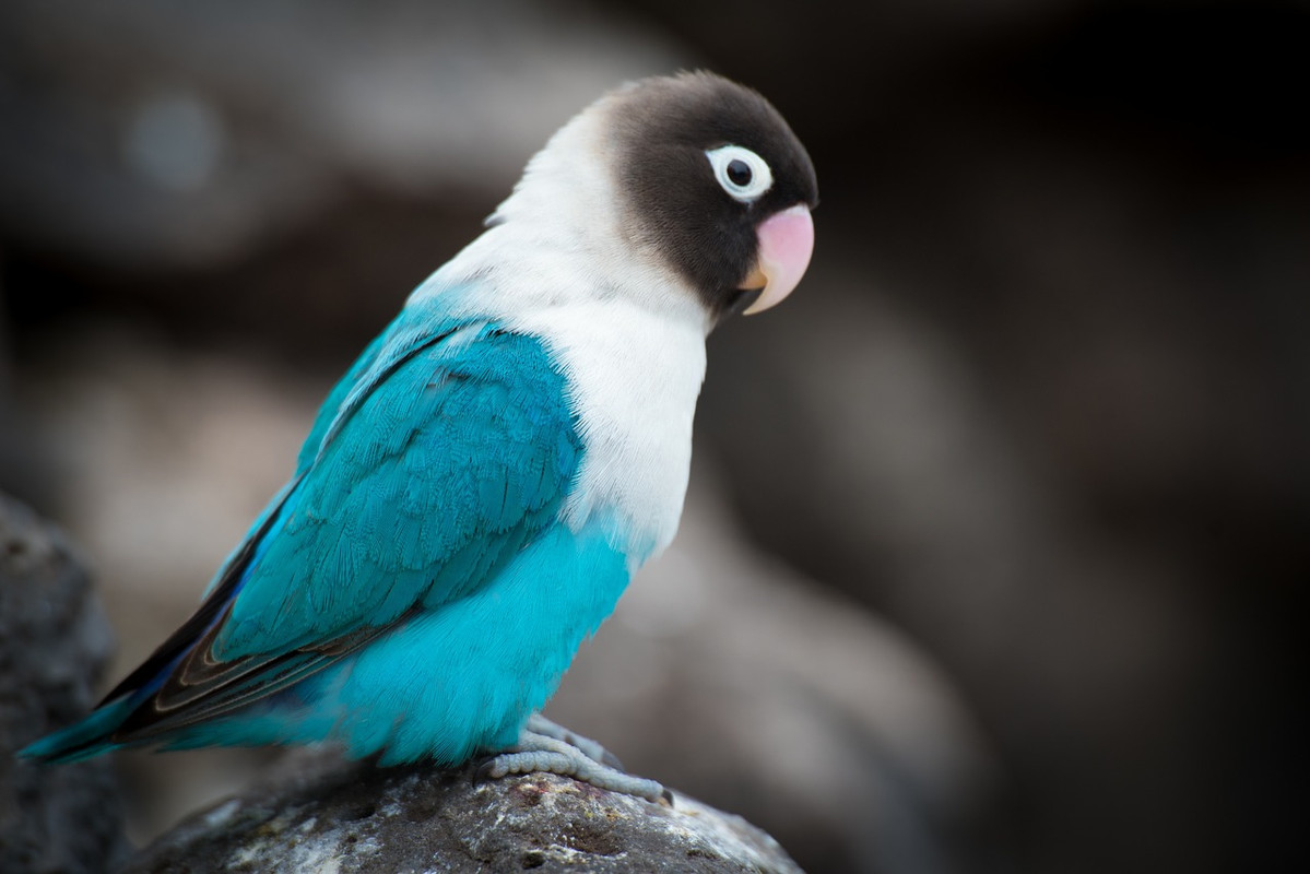 turquoise-parrot-new.jpg