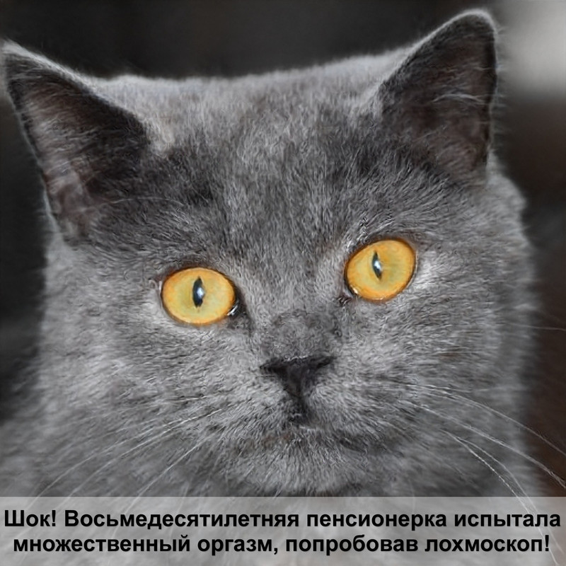 интерактивные игрушки для кошек