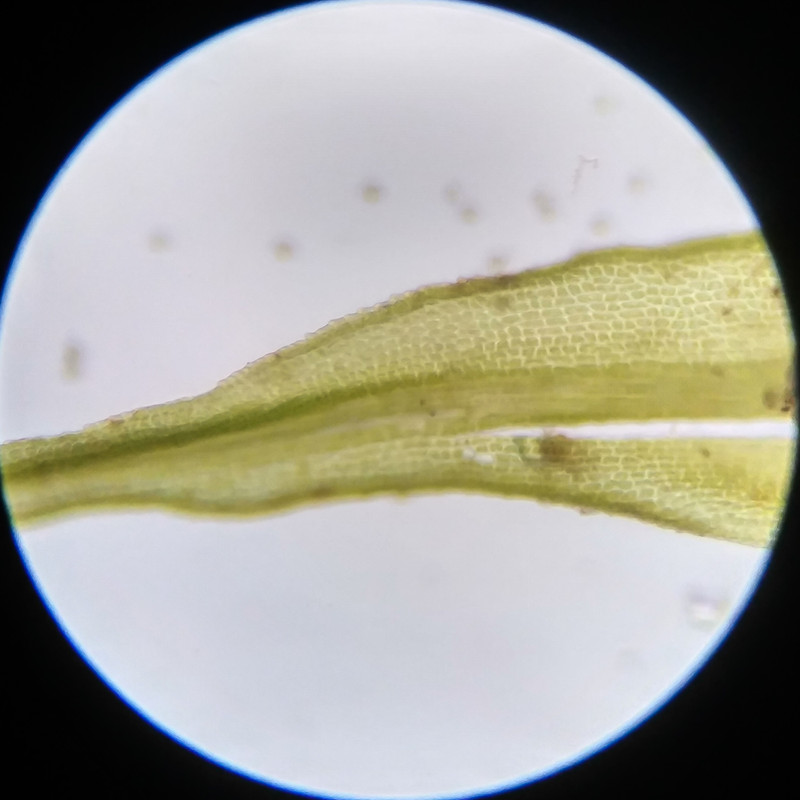 IMG 20250617 121619 HDR