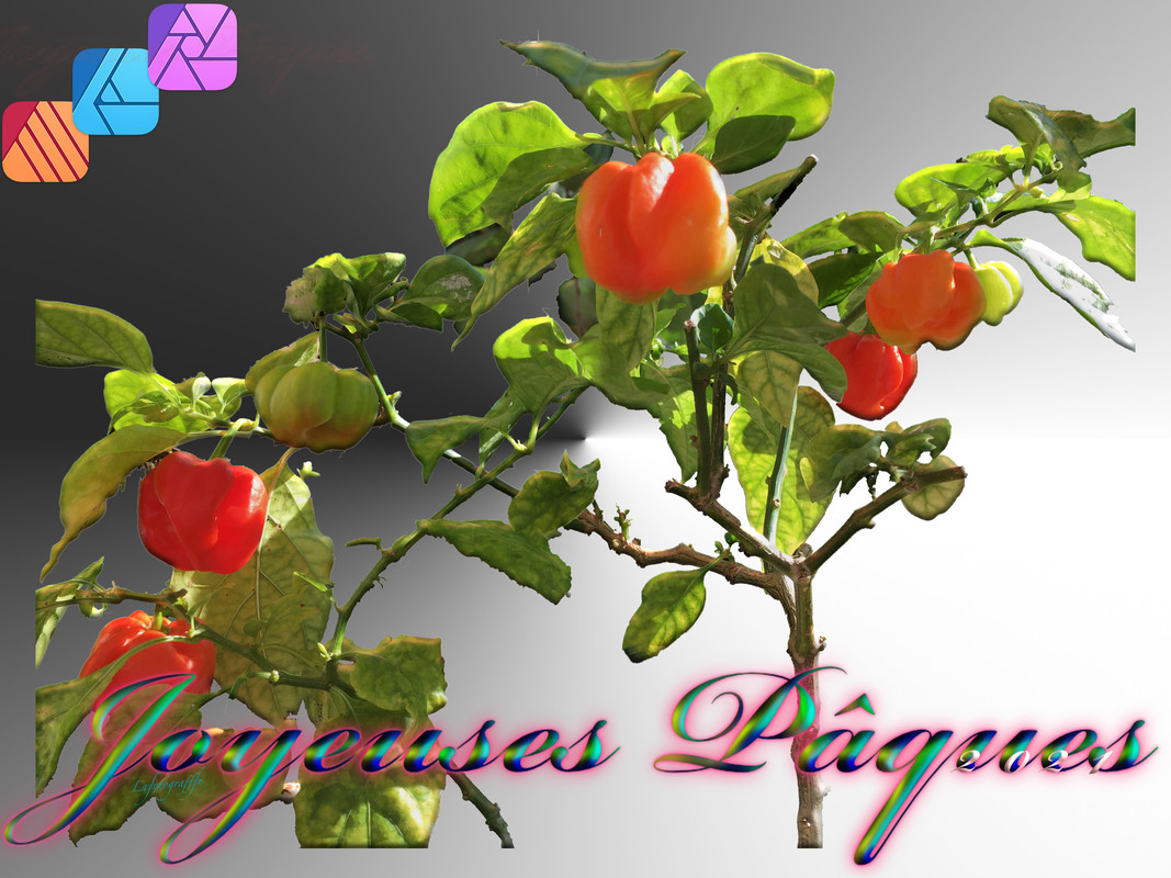 Bondamanjak en pot_3955