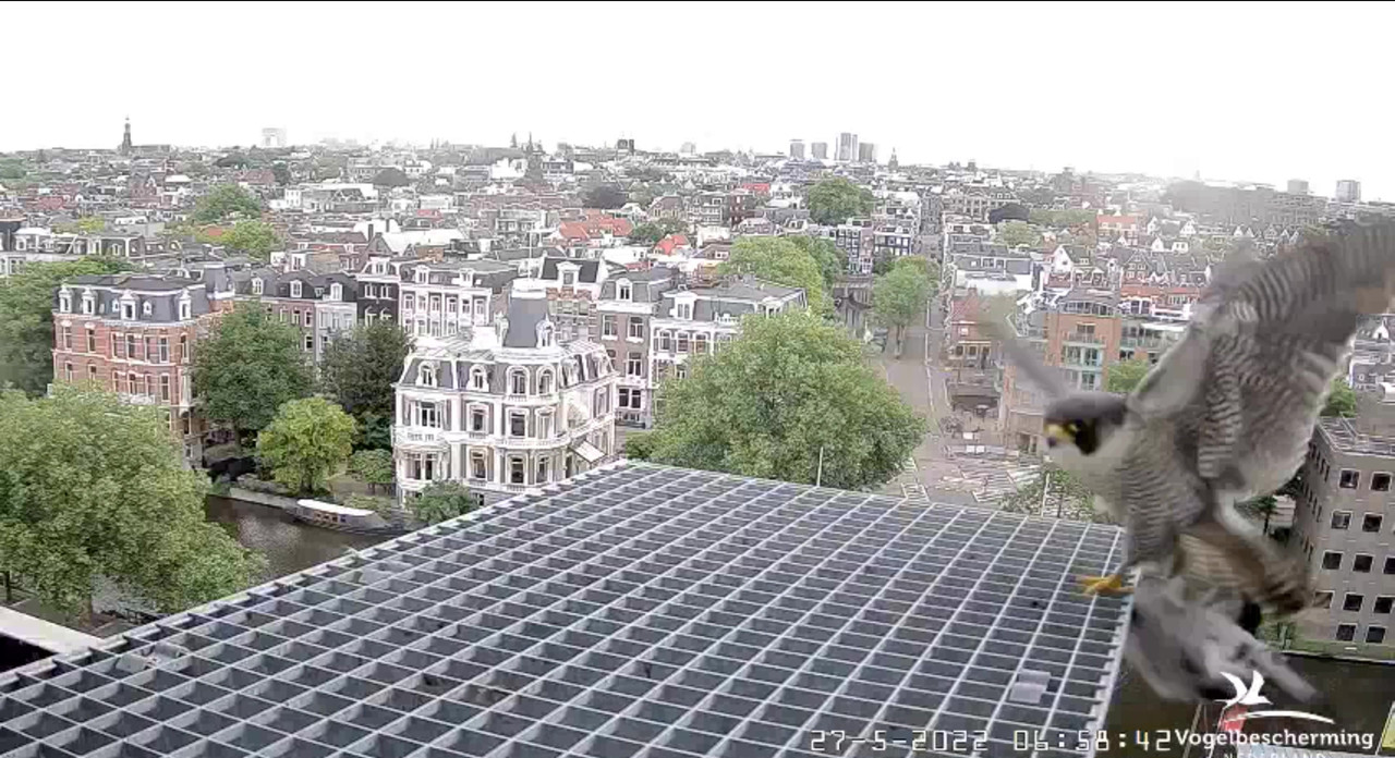 Amsterdam/Rijksmuseum screenshots © Beleef de Lente/Vogelbescherming Nederland - Pagina 9 Video-2022-05-27-065948-Moment-2