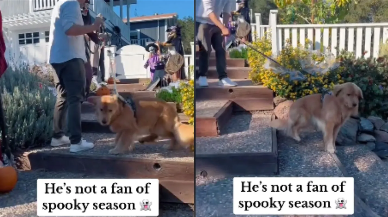 Viral: Perrito se asusta por una decoración de Halloween