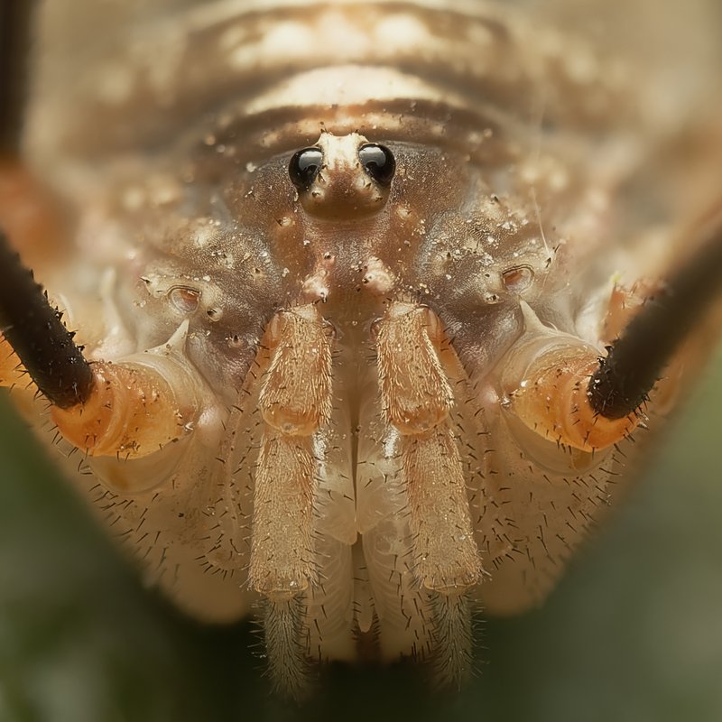 https://i.postimg.cc/PJr2wf74/Phalangiidae-Opilio-canestrinii-4.jpg