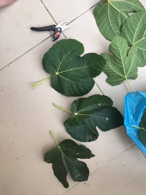 17367816-DBF6-44C7-B045-50DECCF1F1F3