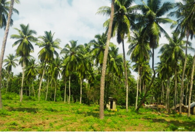 Lechchami Estate coconut plantation in Nattandiya, Sri Lanka