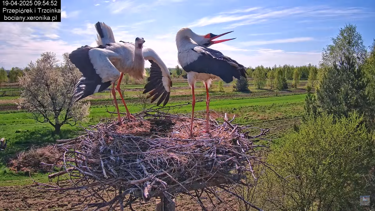 19042025bociany10