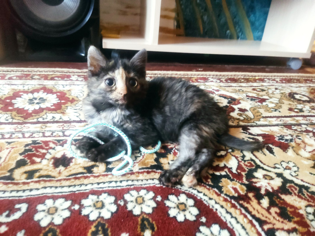 IMG-4494babc0ea5ffdf22317af54f809c91-V