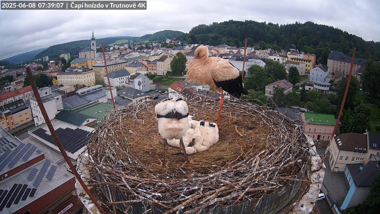 Živě z čapího hnízda na pivovarském komíně v Trutnově 5-9-50 screenshot