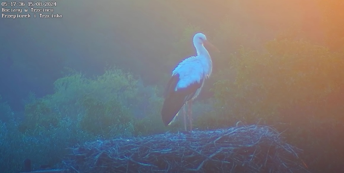 bocianwsloncu