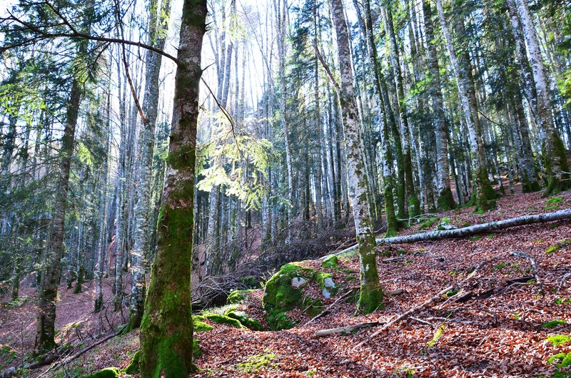 SELVA DE IRATI-14-11-2015-NAVARRA - Paseando por España-1991/2015-Parte-1 (40)