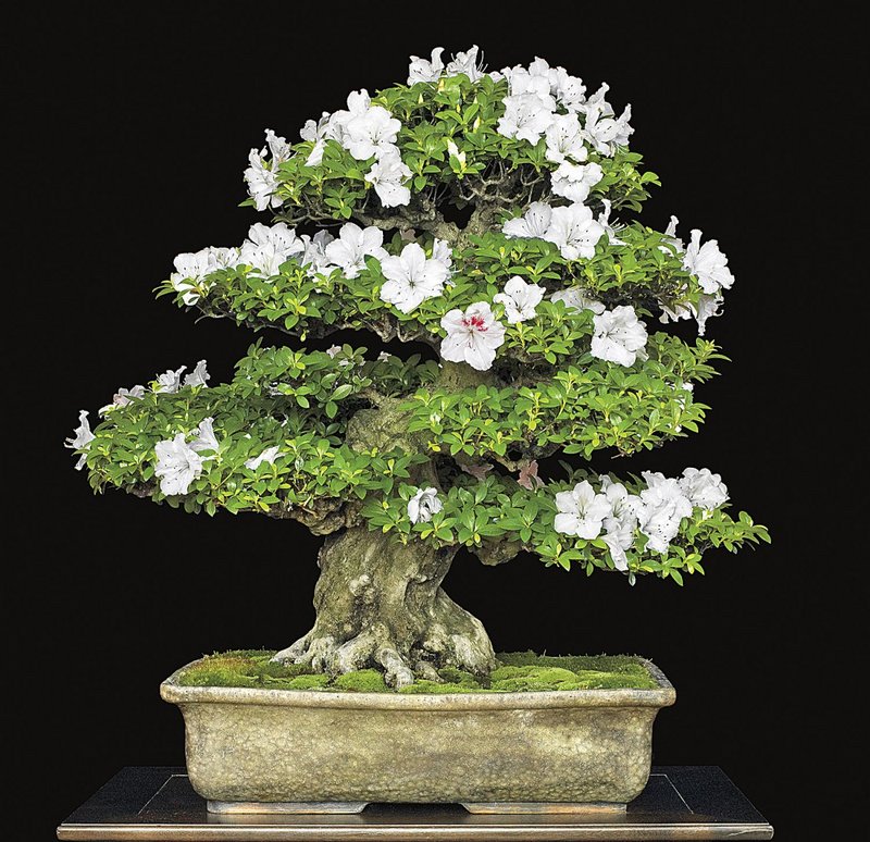 1658307430-71-kartinkin-net-p-yaponskoe-derevo-bonsai-priroda-krasivo-fo-77