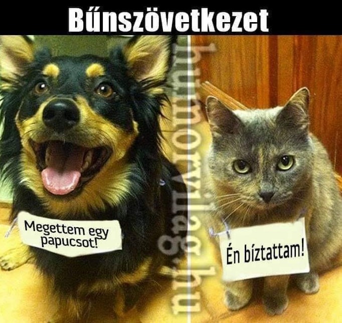 https://i.postimg.cc/PJt1gGyy/bunszovetkezet.jpg