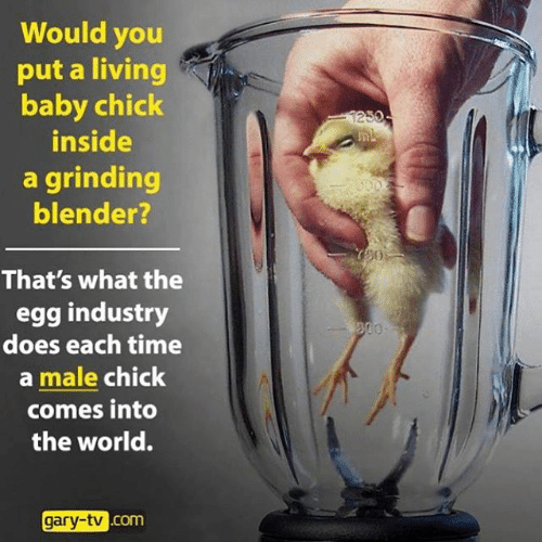 would-you-put-a-living-baby-chick-inside-a-grinding-13075639.jpg