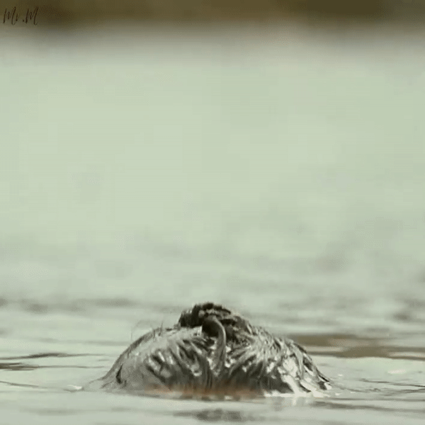 [Image: ezgif-com-gif-maker-2.gif]