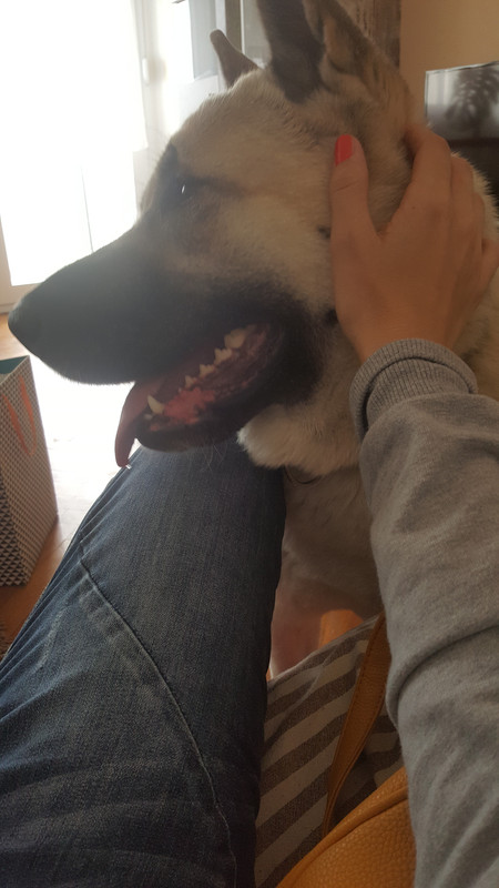 slika