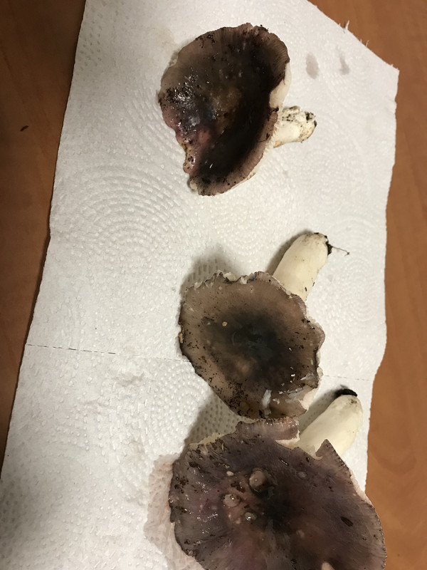 5D53B797-7D2E-41C5-8D06-5D69F6E7D746