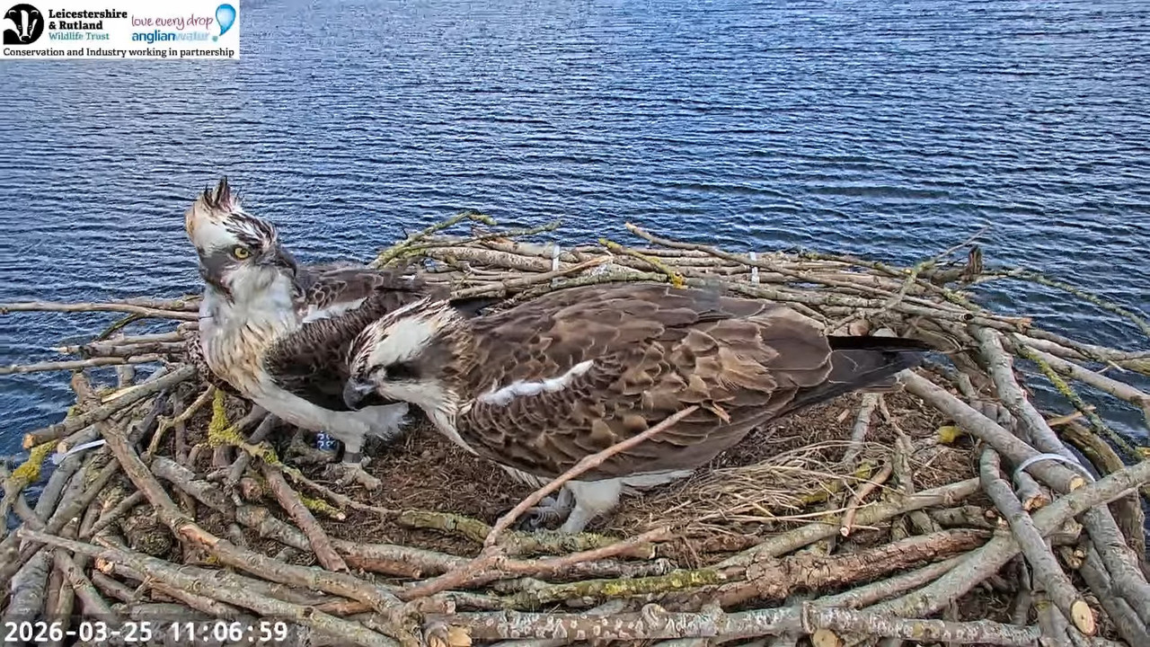 LRWT Manton Bay Ospreys Live Webcam (Close up) 10 22 45 screenshot