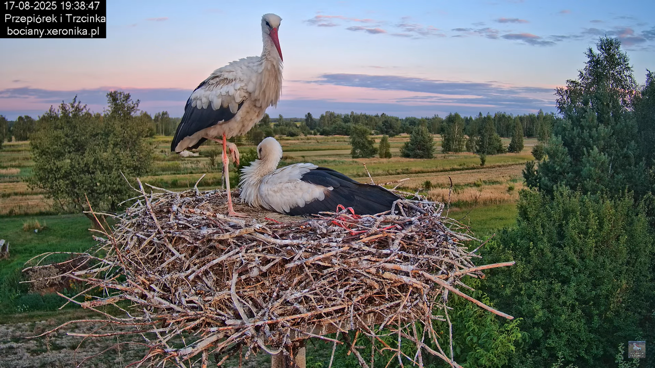 17082025bociany42