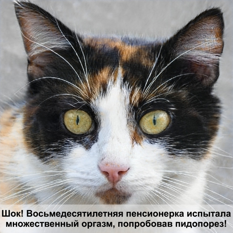 как сделать укол кошке в холку