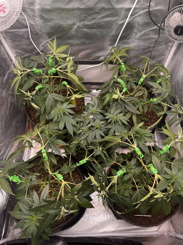 44 LST