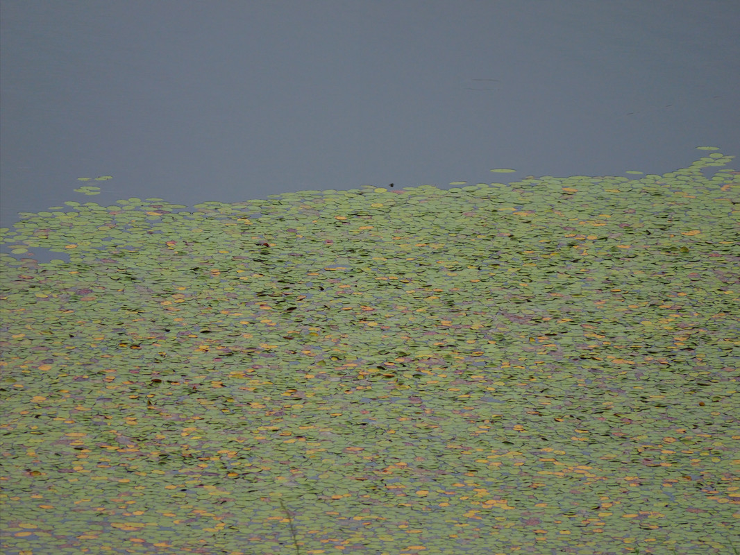 P1014701.jpg