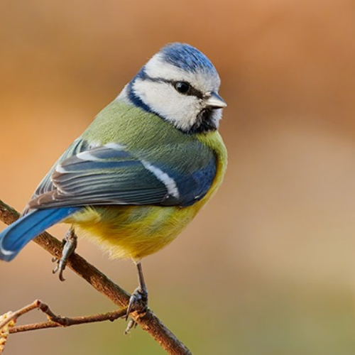 Vogel op een tak in de tuin