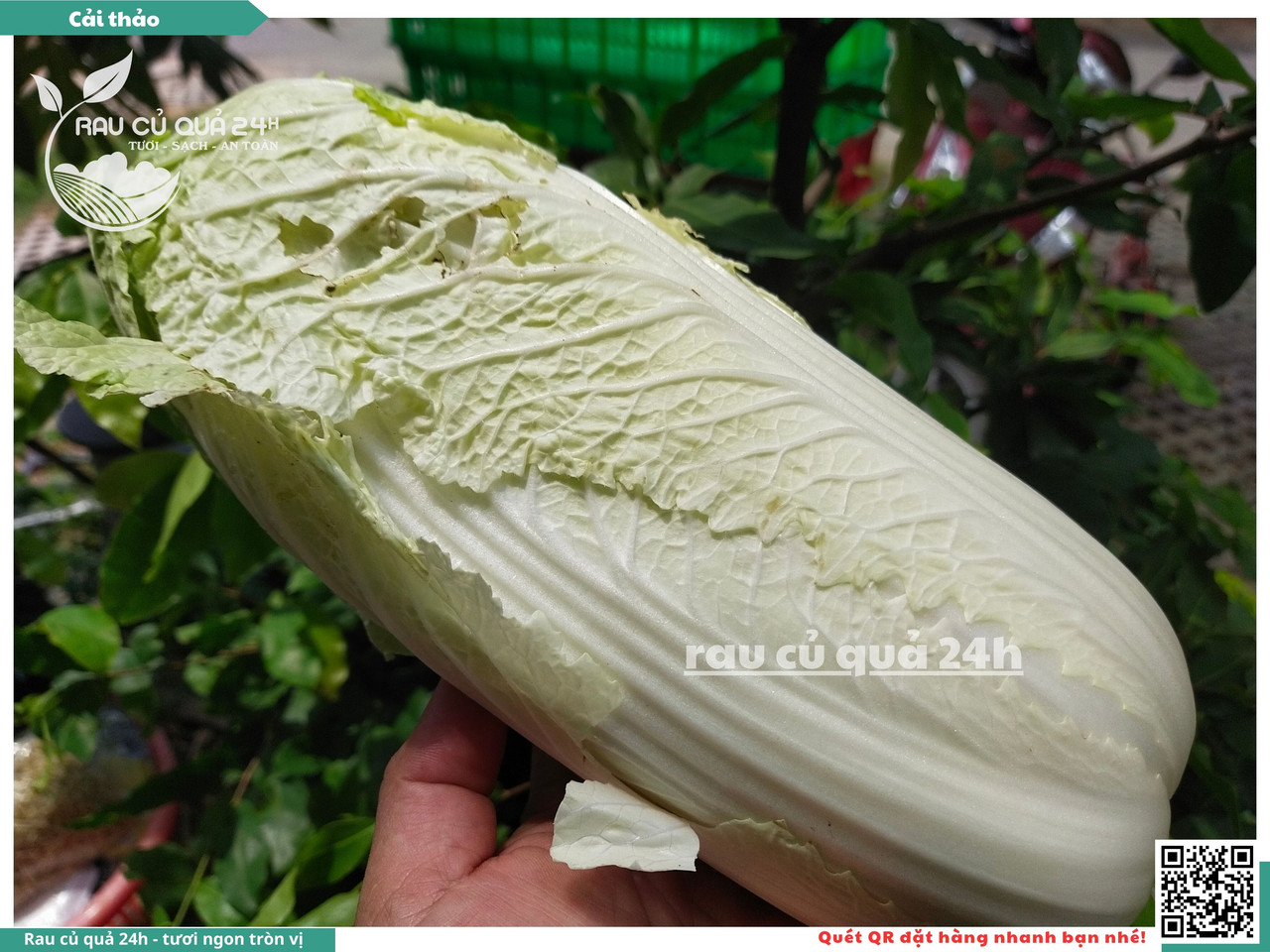 Cải Thảo 3