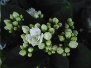 27.20.flower fair XX