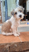Lucy-Kriel