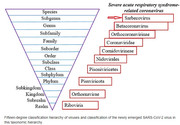 SARS-Cov-2 in the classification hierarchy of viruses