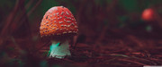 1-(62)