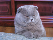 Lilac-Scottish-Fold.jpg