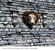 lion4x.jpg