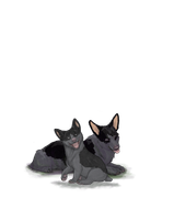 Corgiadultpupblackbig