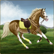 2. Cross Country set