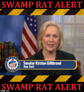 Gillibrand swamp rat